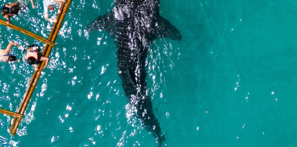 mounish-raja-QcHpDs_moFA-unsplash